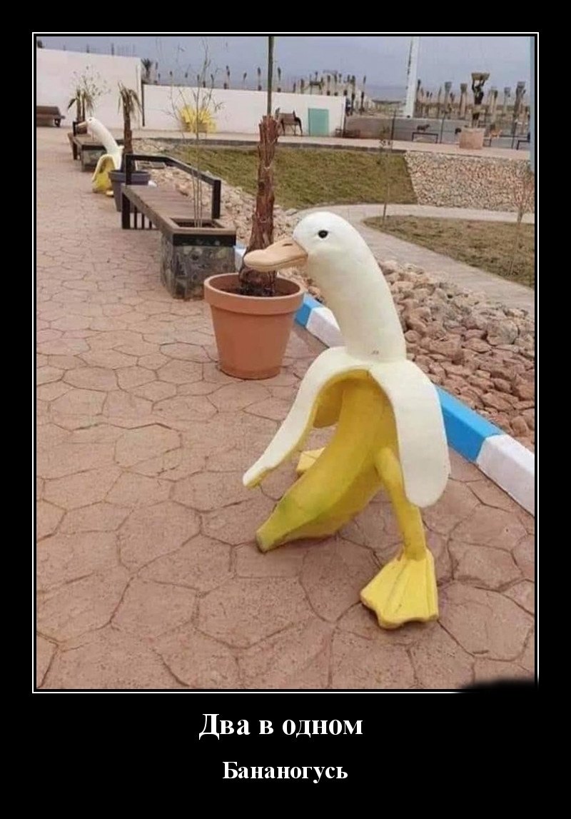 Podborka luchshikh demotivatorov 505 064